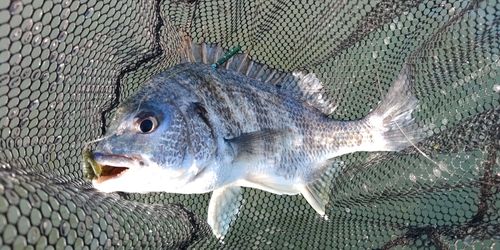 キビレの釣果