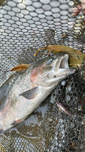 ニジマスの釣果