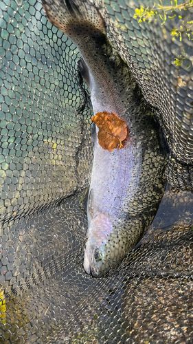 ニジマスの釣果