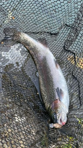 ニジマスの釣果