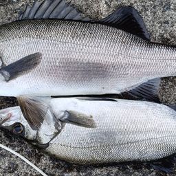 ハネ（ヒラスズキ）