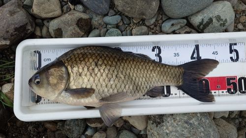 ヘラブナの釣果