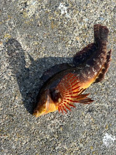 ウサギアイナメの釣果