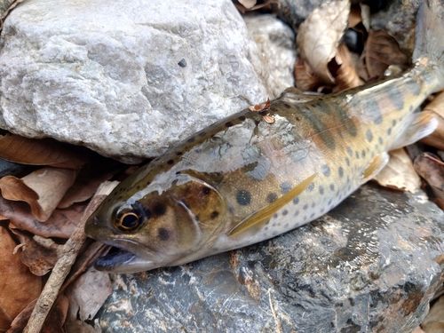 ヤマメの釣果