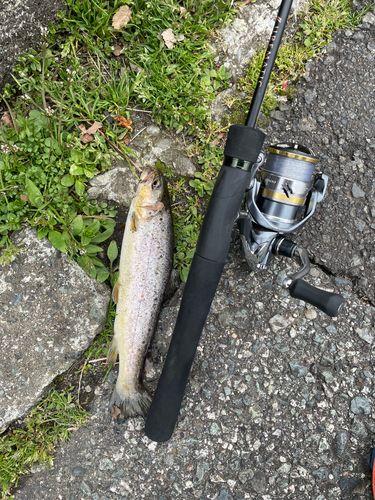 ブラウントラウトの釣果