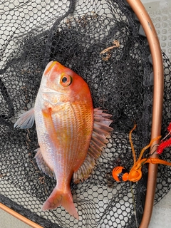 レンコダイの釣果