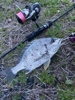 キビレの釣果