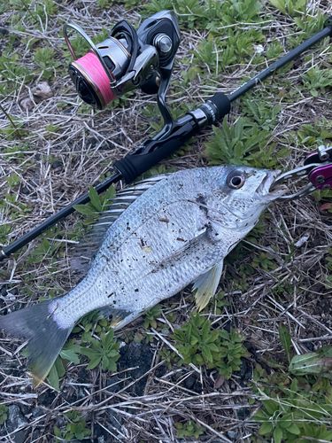 キビレの釣果