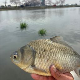 ヘラブナ