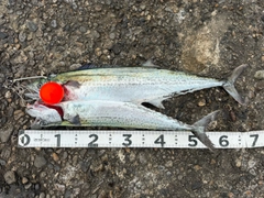 サワラの釣果