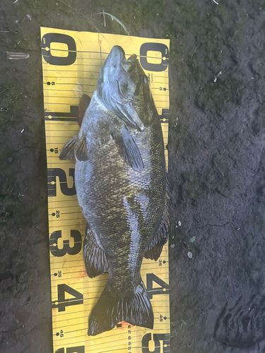 スモールマウスバスの釣果