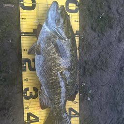 スモールマウスバス