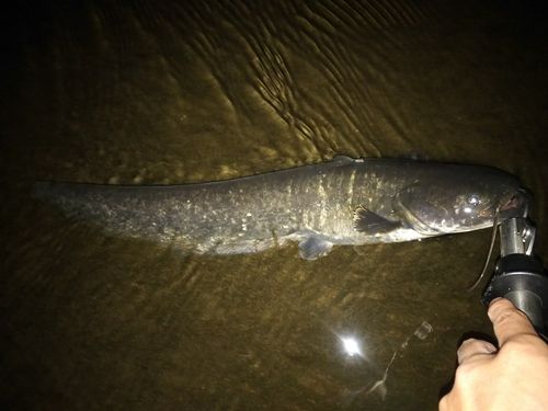 マナマズの釣果