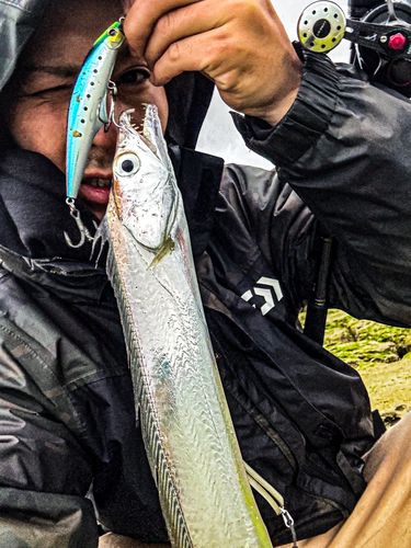 タチウオの釣果