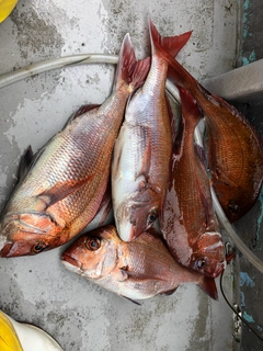 マダイの釣果