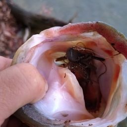 ブラックバス