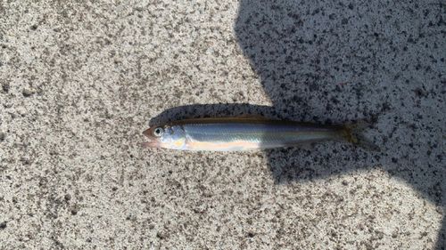 チアユの釣果