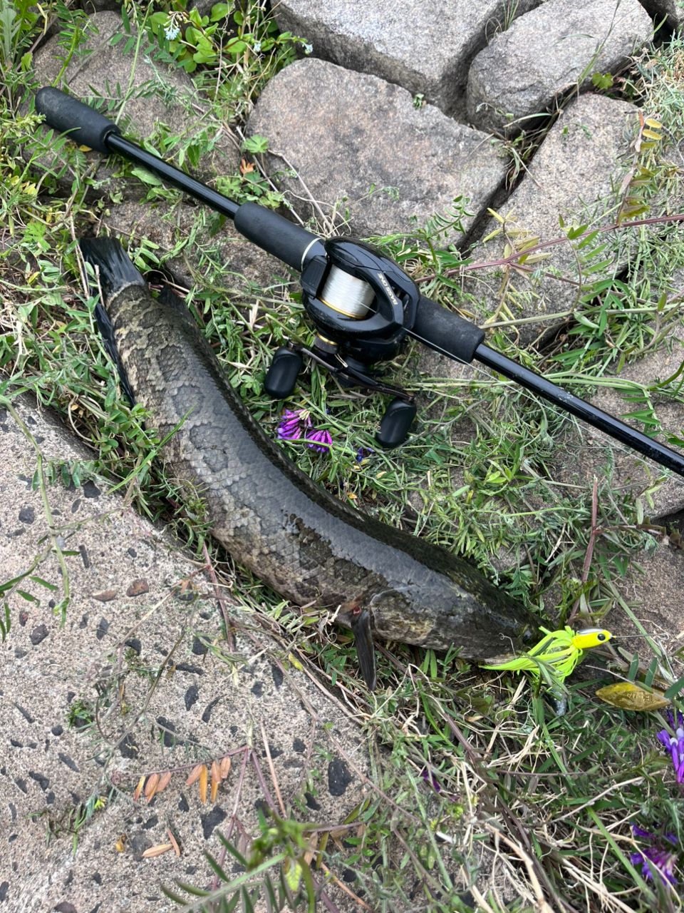 タイワンドジョウ