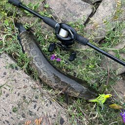 タイワンドジョウ