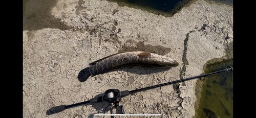 タイワンドジョウの釣果