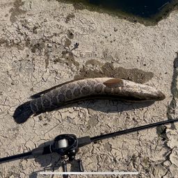 タイワンドジョウ