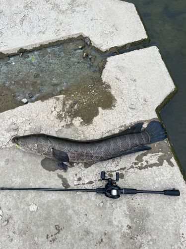 タイワンドジョウの釣果