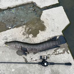 タイワンドジョウ