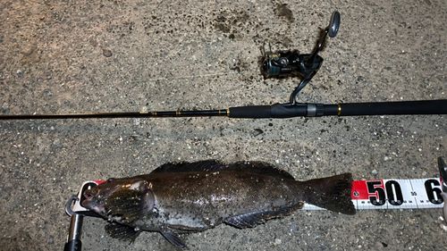 アイナメの釣果