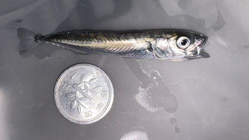 キビレの釣果