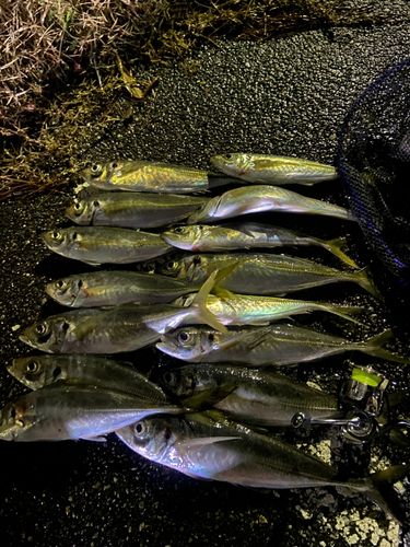 アジの釣果