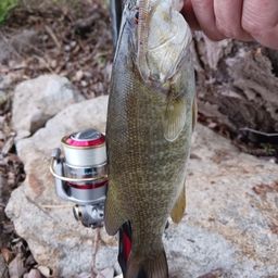 スモールマウスバス