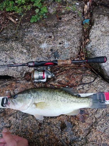 ラージマウスバスの釣果