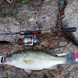 ラージマウスバス