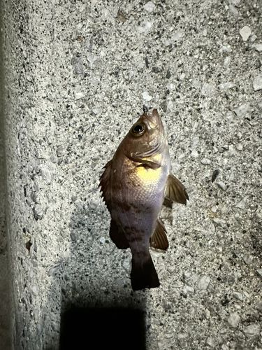 メバルの釣果