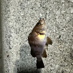 メバル