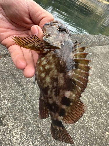 カサゴの釣果