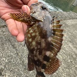 カサゴ