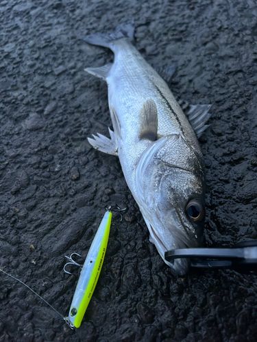 セイゴ（マルスズキ）の釣果