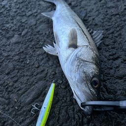 セイゴ（マルスズキ）