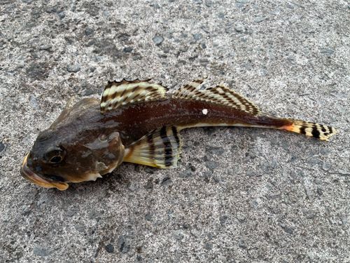 カジカの釣果