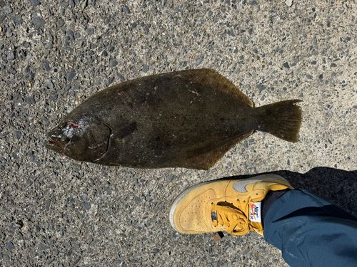 ヒラメの釣果