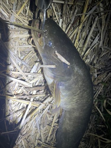 マナマズの釣果