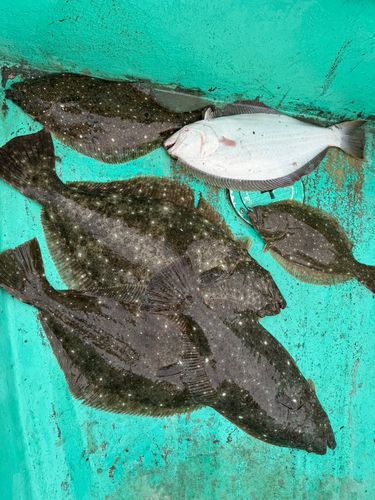 ヒラメの釣果