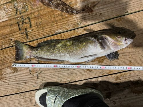 アイナメの釣果