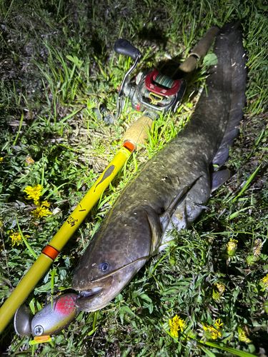 ナマズの釣果