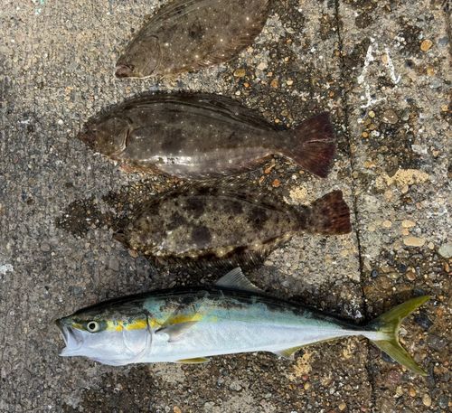 ヒラマサの釣果