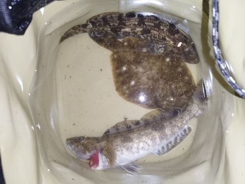 アイナメの釣果