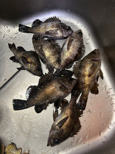 メバルの釣果