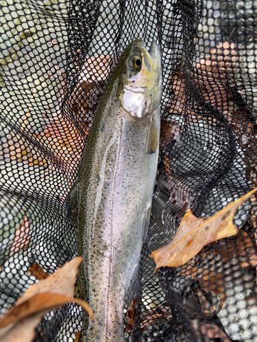 ニジマスの釣果