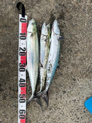 サゴシの釣果